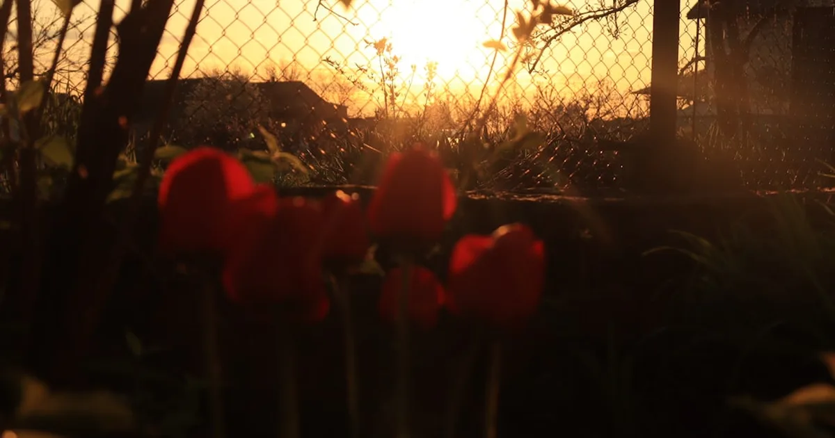 La esperanza de la Pascua para toda la creación: Un llamado a cuidar nuestra casa común