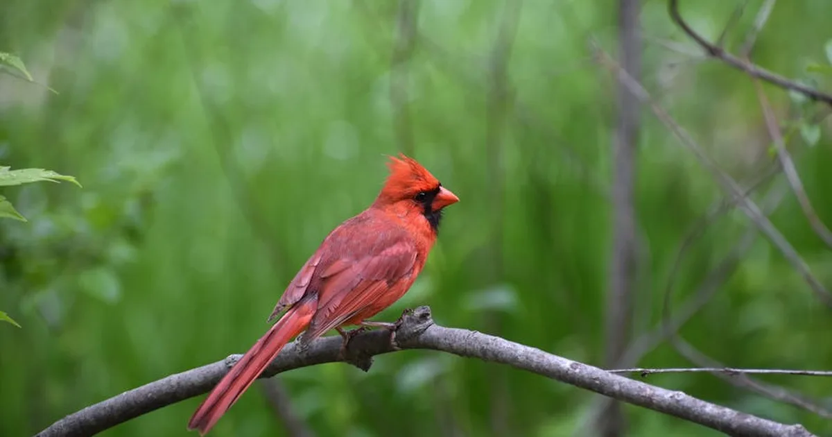 How a Mother's Love Shaped a Cardinal's Calling