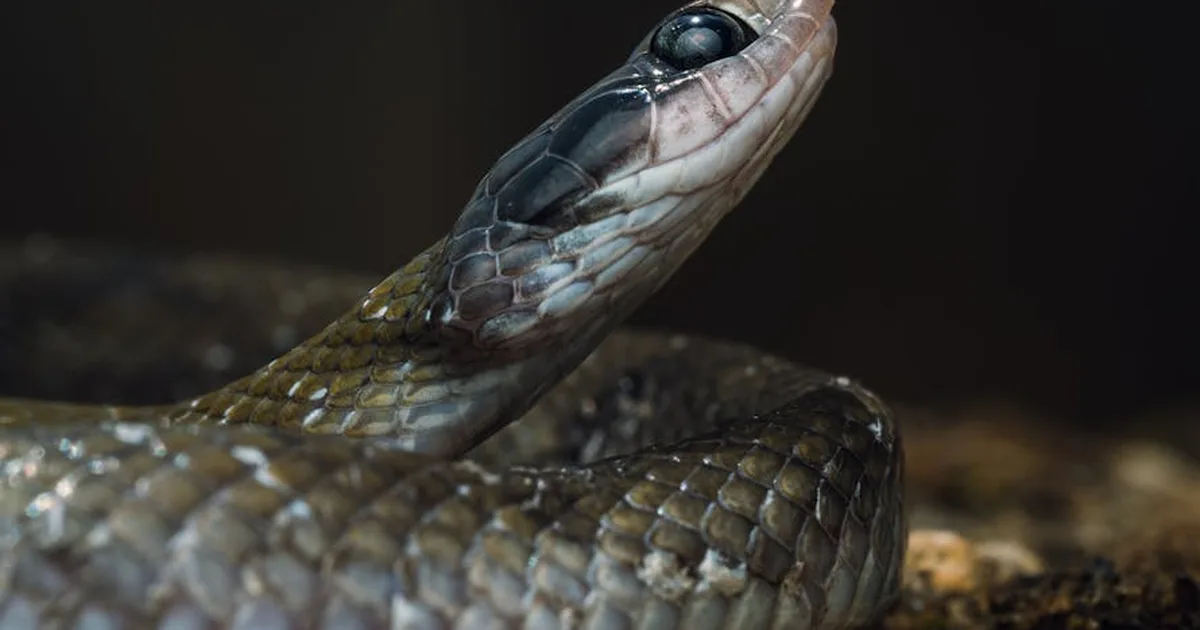 Feiticeiro desafia missionária com cobras e se converte após oração