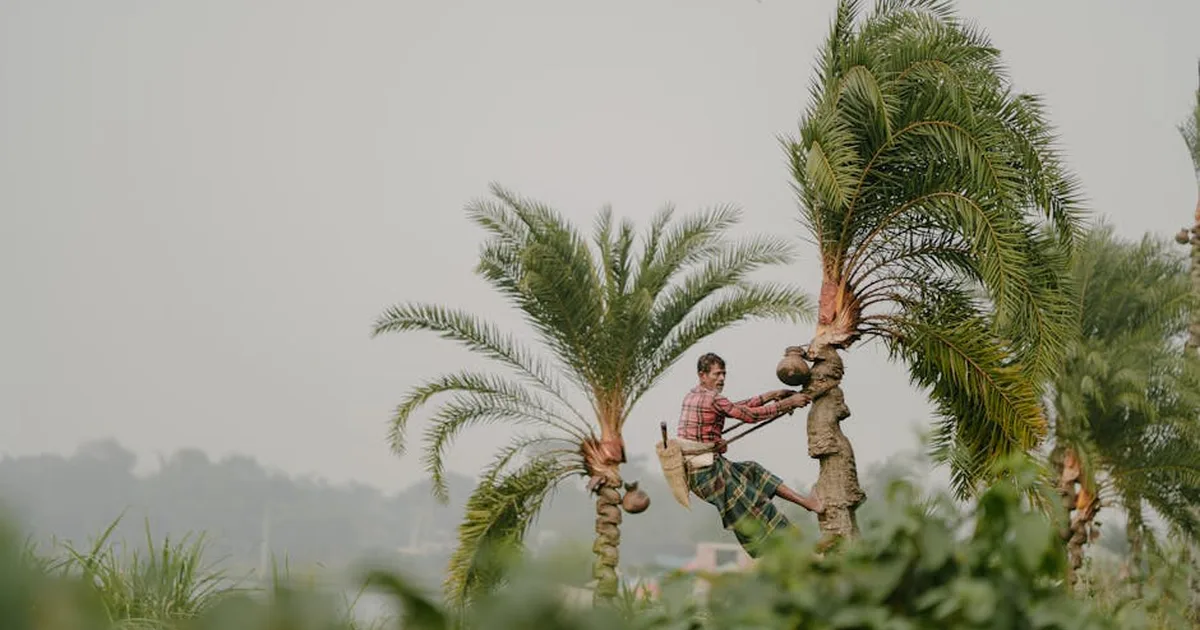Palmito pupunha: Sustentabilidade e fé no campo brasileiro