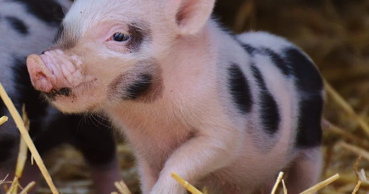 What Do Pigs in Dreams Mean? A Christian Perspective on Purity and Growth