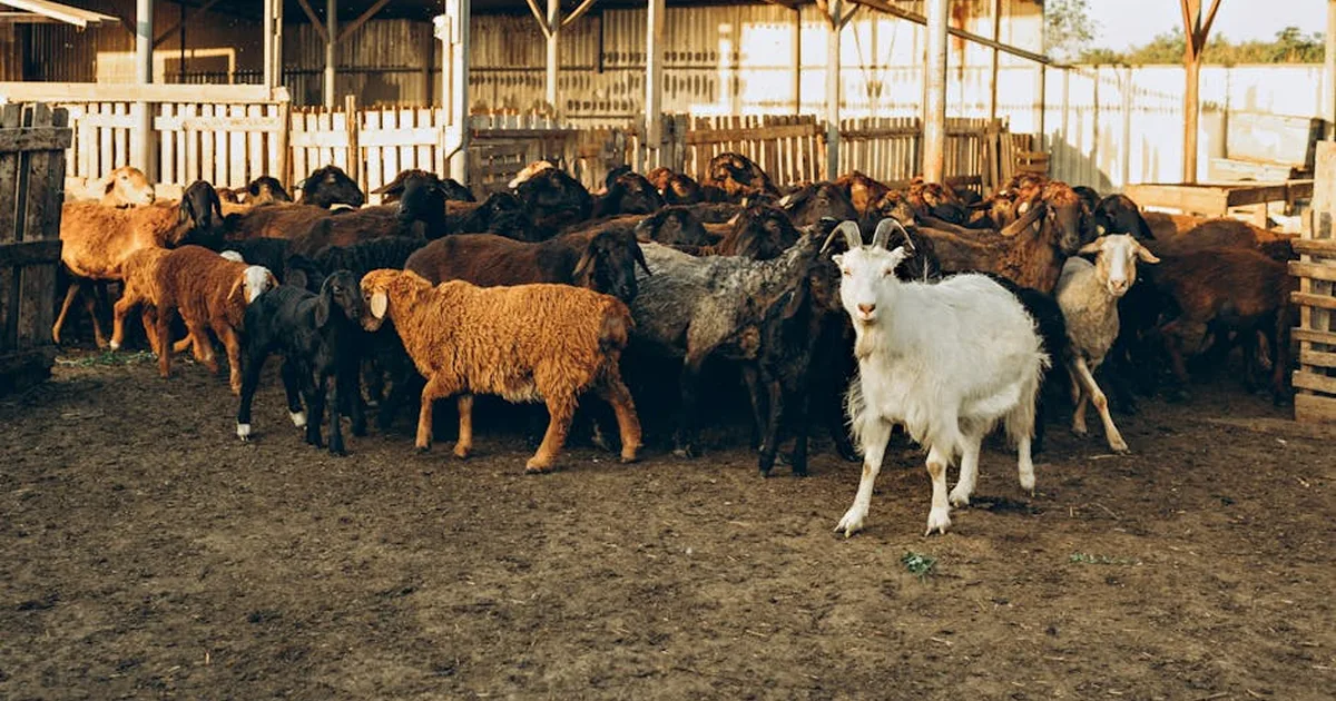 What Does It Mean to Dream of Goats? A Biblical Perspective