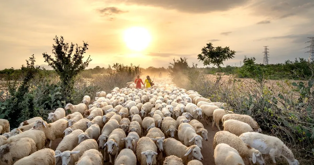 La Leadership Pastorale: Servizio e Responsabilità