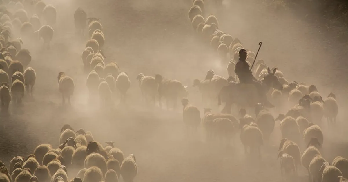 The Shepherd in You: Living Like Jesus Every Day