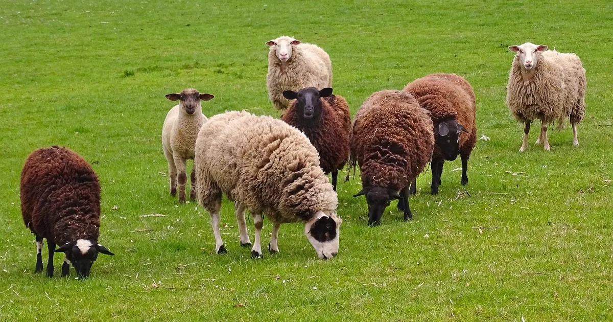 Hearing the Good Shepherd's Voice in a Noisy World