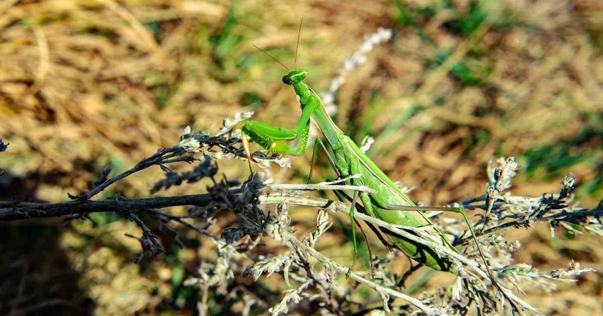 O que significam o gafanhoto, o pulgão, a lagarta e o locusta na Bíblia?