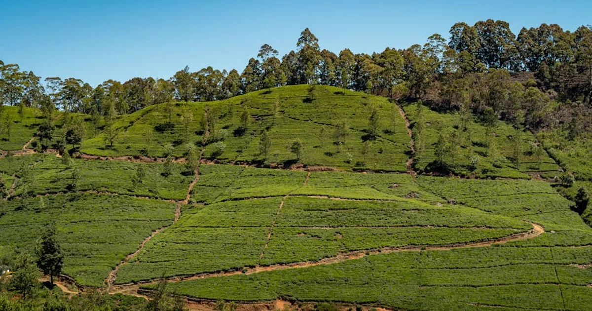 Coltivare con saggezza: la cura del creato tra fede e agricoltura sostenibile