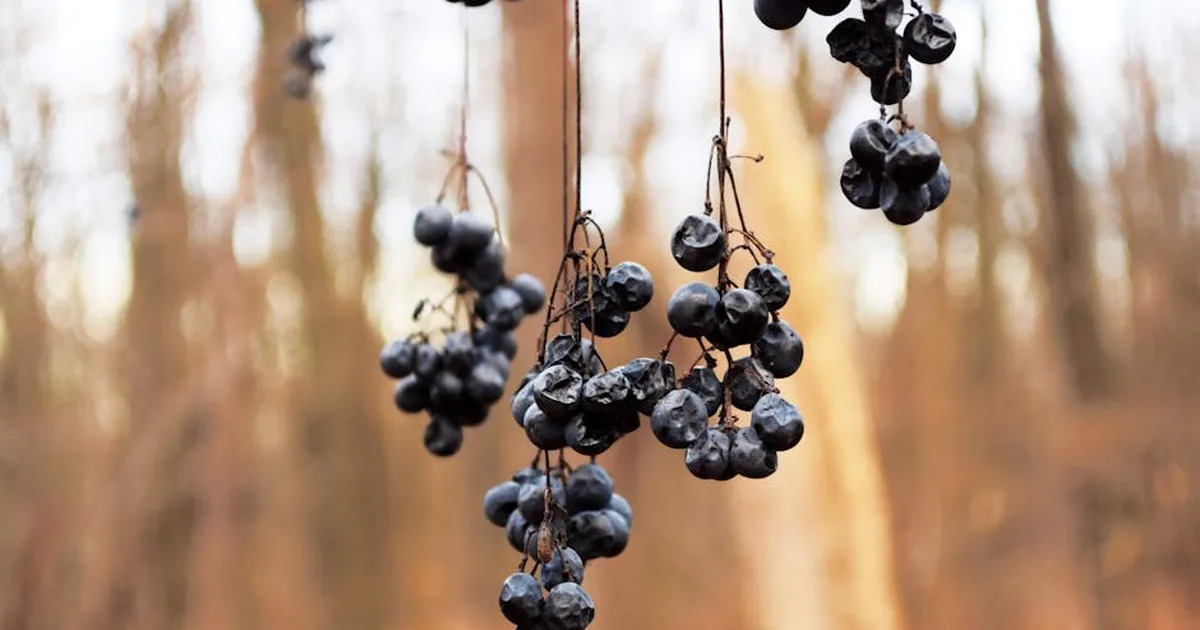 Do sabor ao sustento: Encontrando alimento espiritual nas transformações da vida