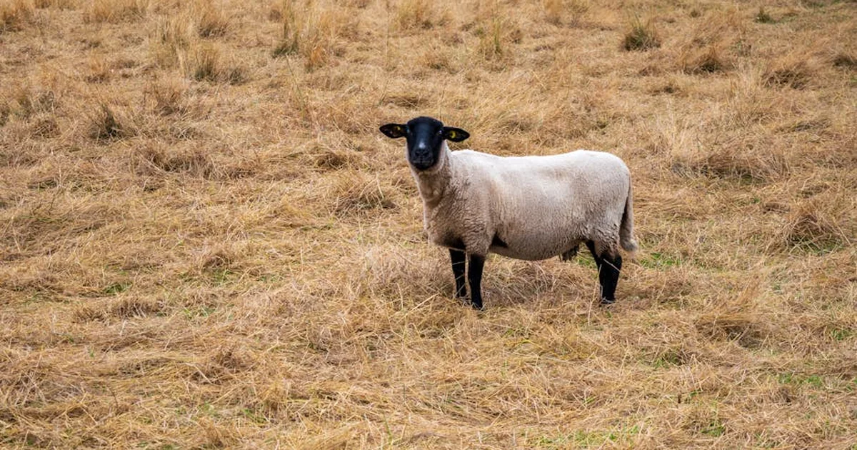 Electric Rose and Sheep Undercover: Stories of Redemption and Faith