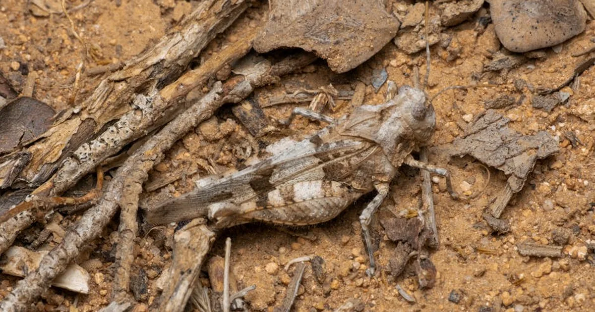 What Does It Mean to Dream of Locusts? A Christian Reflection