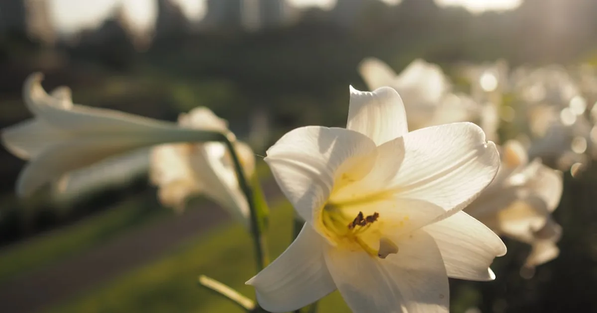 Ist Ostern ein heidnisches Fest? Die christlichen Wurzeln verstehen
