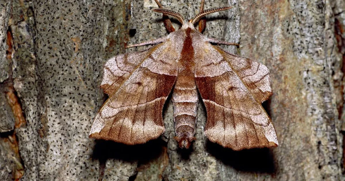 Mariposa batizada em homenagem ao Papa Leão XIV une ciência, fé e ecologia