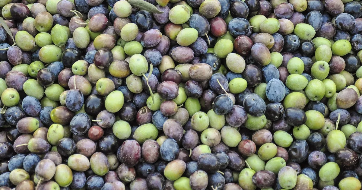 A Symbol of Renewal: Pope Leo XIV's Olive Tree Planting in Algeria