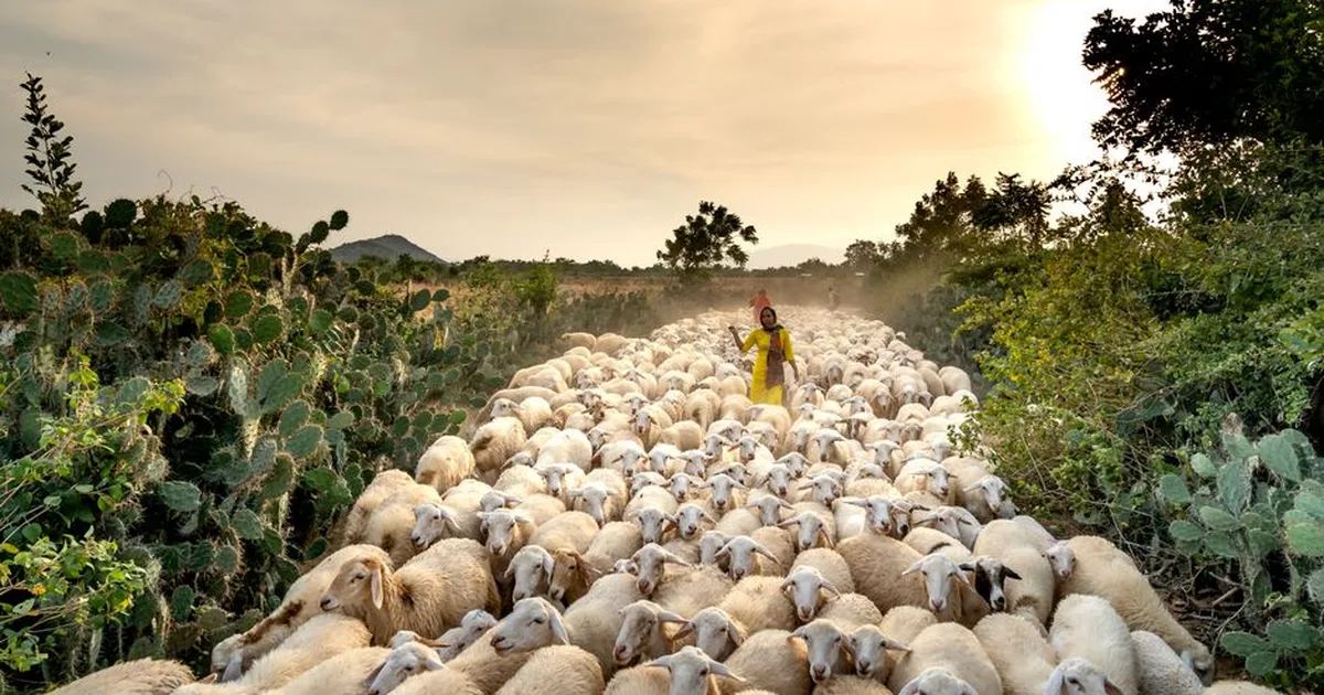 O Poder Transformador do Salmo: Encontrando Paz na Palavra de Deus