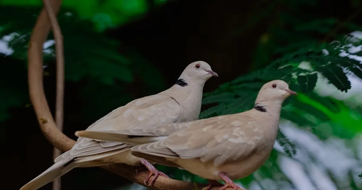 Pentecost and the Power of Understanding: When God Speaks Our Language