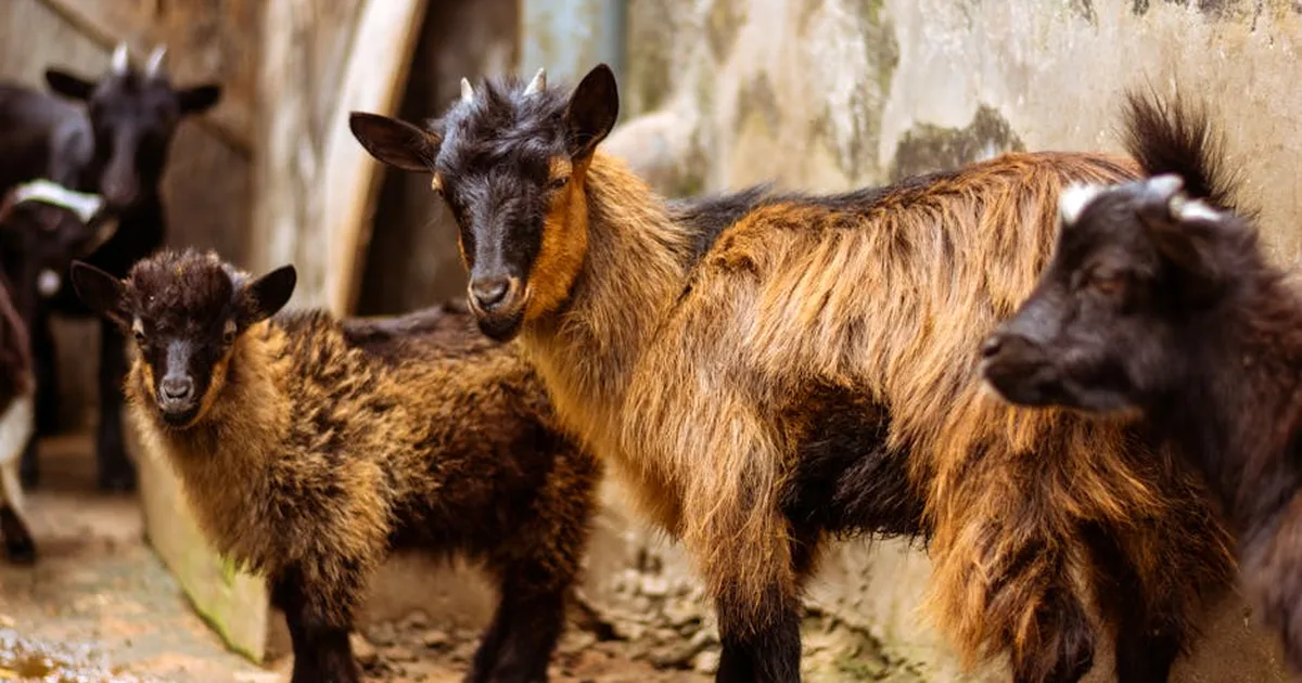 Soñar con cabras: una guía pastoral desde la Biblia