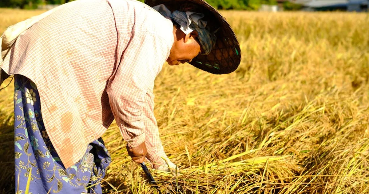 El peso de la deuda agrícola en Tailandia: un llamado a la solidaridad cristiana
