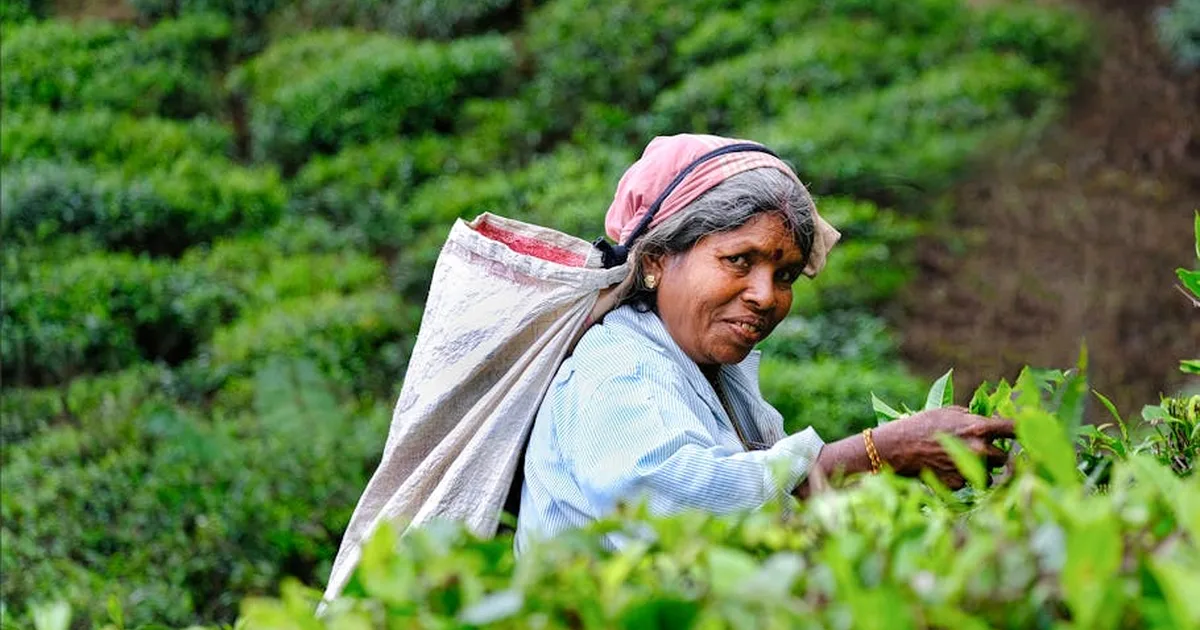 Unidad en la diversidad: Celebrando juntos en Sri Lanka
