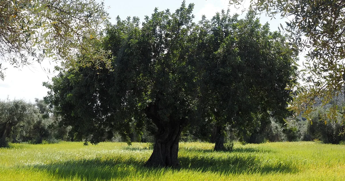 Un gesto de paz en Argelia: El Papa León XIV planta un olivo como símbolo de esperanza