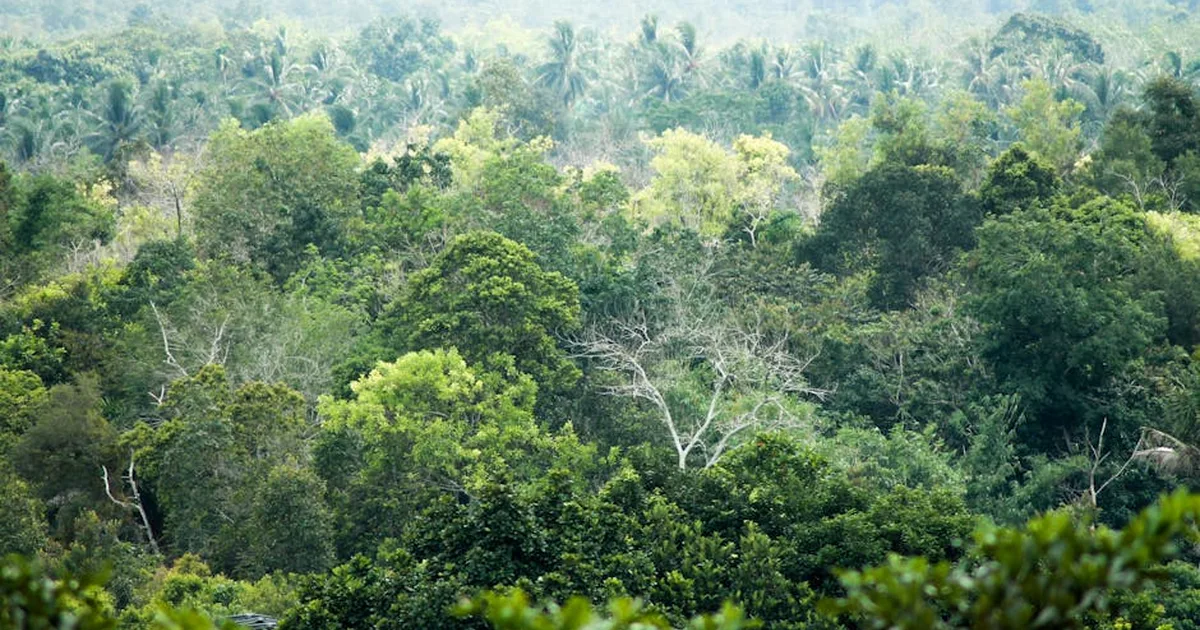 Wan Abung: A Missão que se Faz Carne no Coração do Povo Dayak