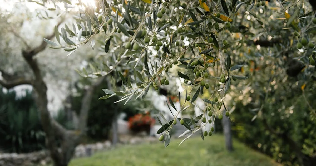 Finding Solace in the Garden of Gethsemane: A Place of Prayer and Surrender