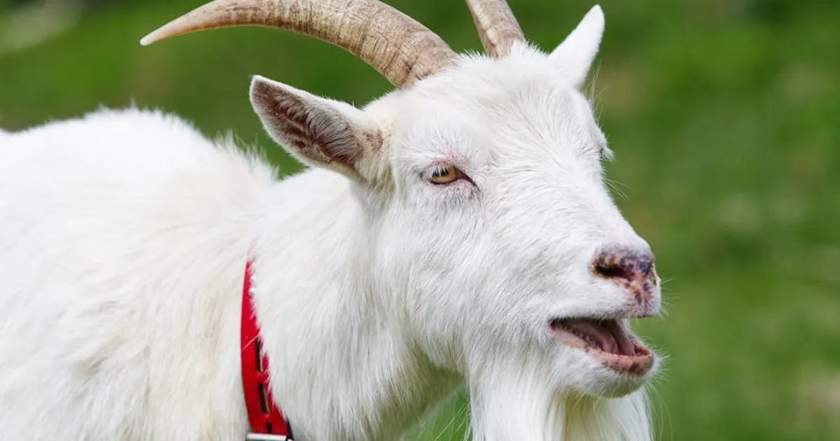 What Do Goats in Dreams Mean? A Biblical Guide