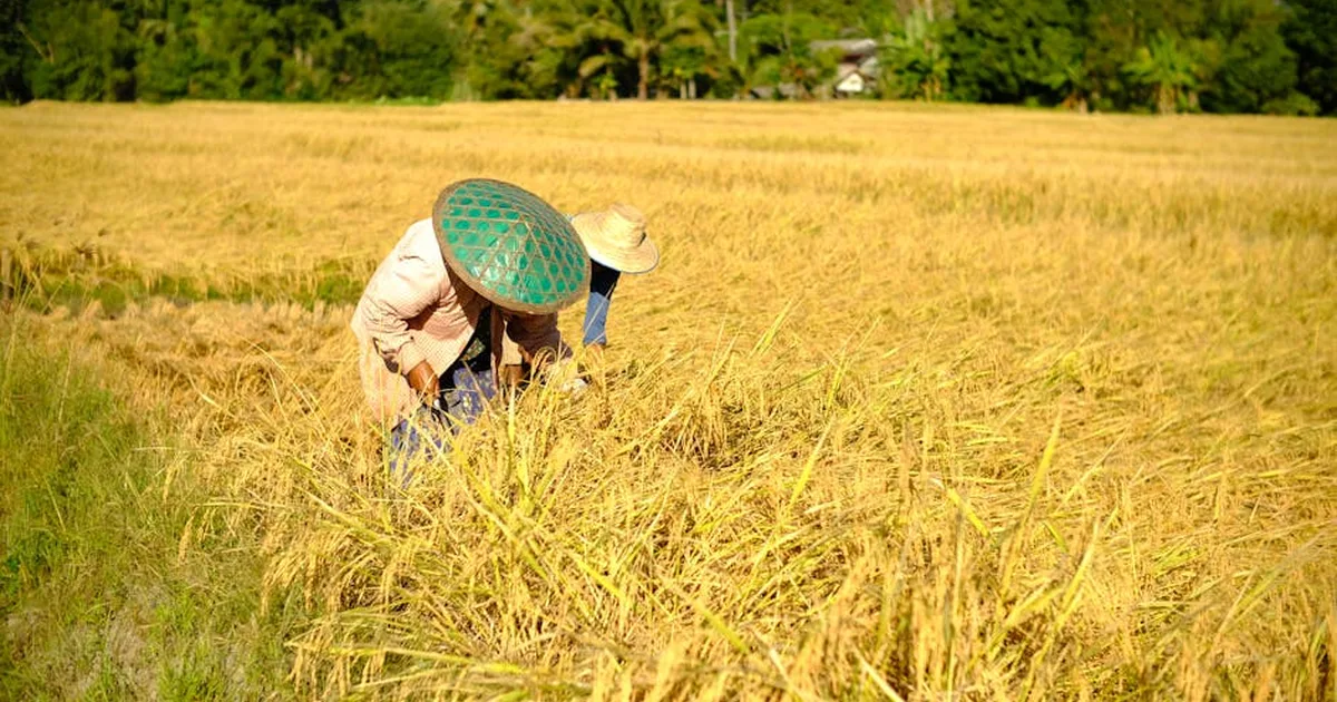 Il peso del debito agricolo in Thailandia: una chiamata alla solidarietà cristiana