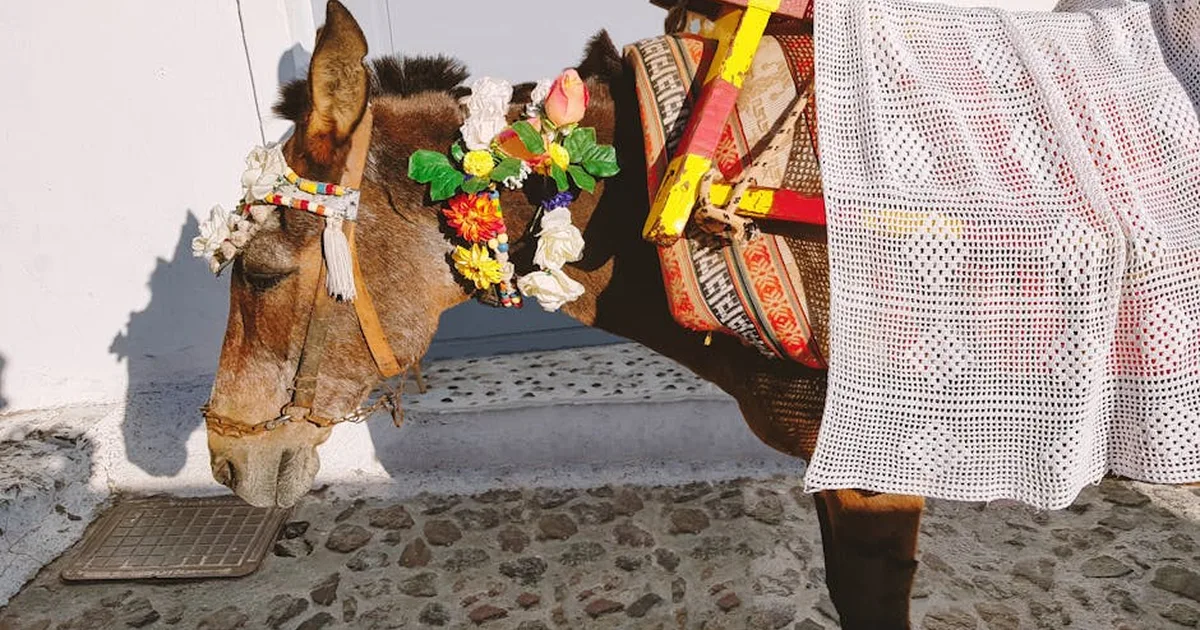La tradición de las mulas en Corpus Christi: historia y fe