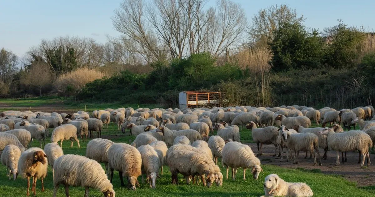 Salmo de Protección 91: Refugio Seguro en Tiempos de Angustia