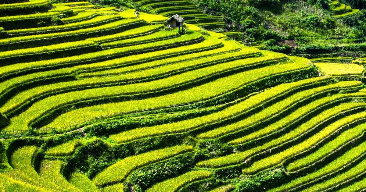 Rice Harvests in Bangladesh: How Faith Helps Face the Climate Crisis