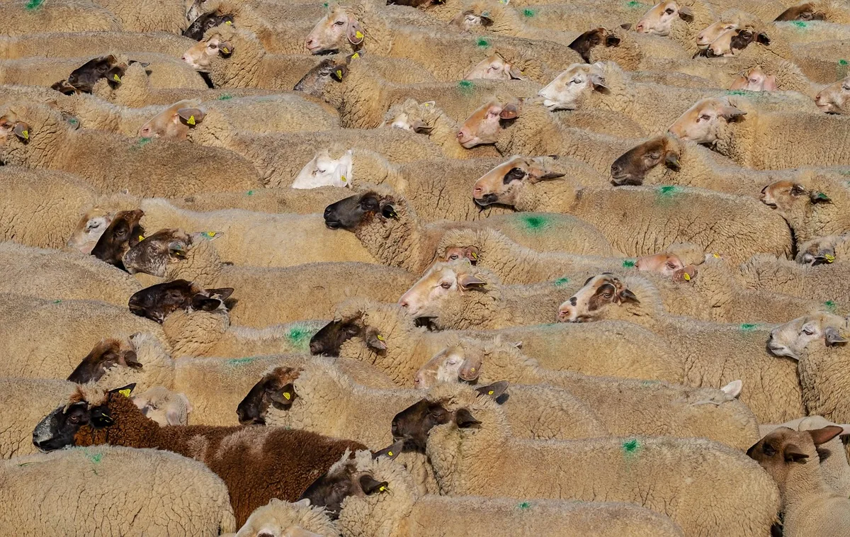 La firmeza pastoral: un ancla para los creyentes en tiempos de cambio