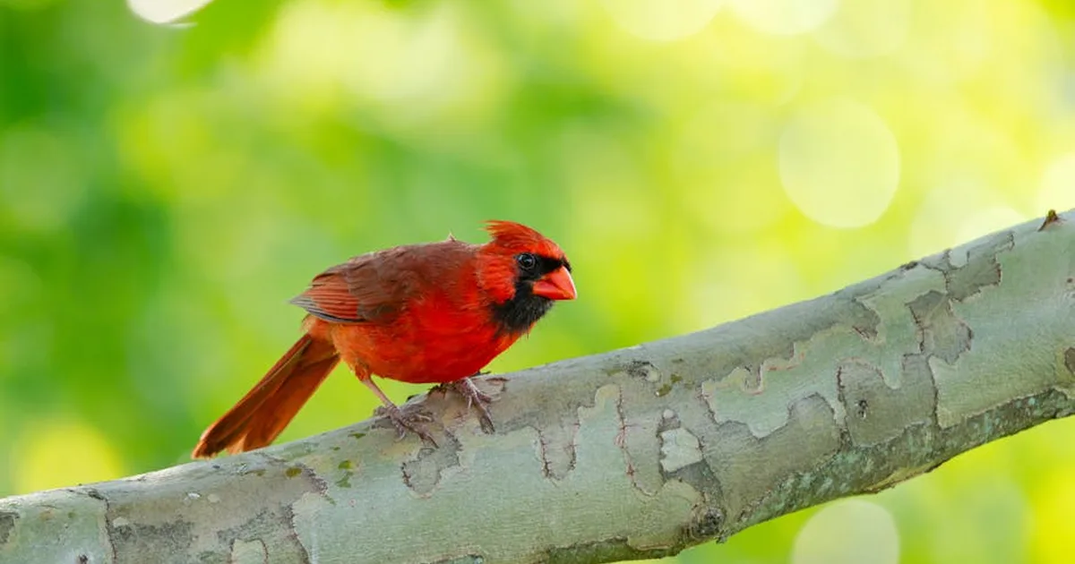 El llamado que nace en el hogar: la vocación del cardenal Brenes