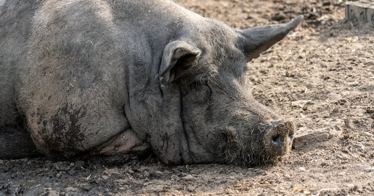 Dreaming of Pigs? A Biblical Guide to Understanding What God Might Be Saying