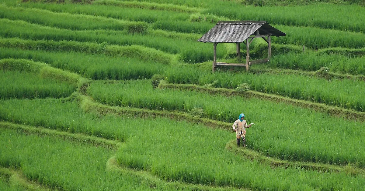 Colheitas de arroz em Bangladesh: como a fé ajuda a enfrentar a crise climática