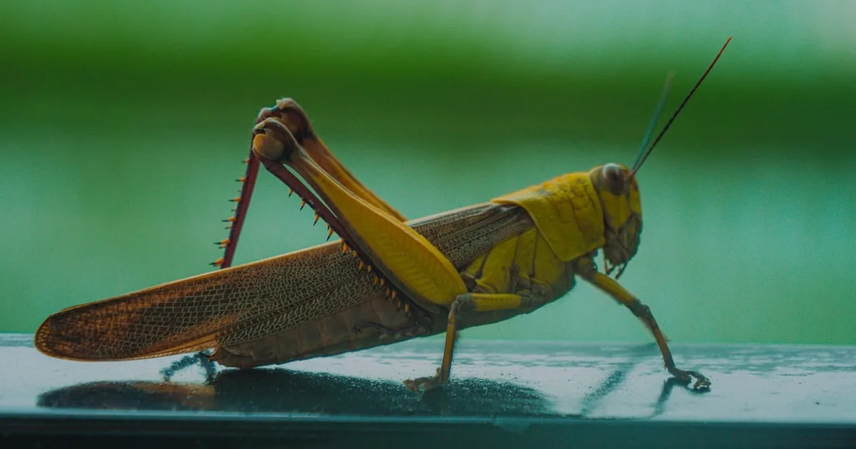When Locusts Appear in Your Dreams: A Christian Perspective on Judgment and Hope