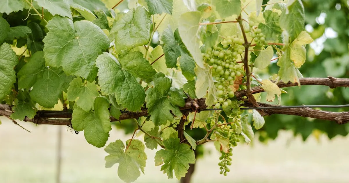 Permanecendo em Cristo: Como Dar Frutos na Vida Cristã (João 15:1-8)