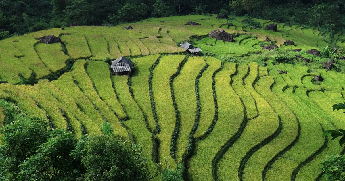 Lessons from Vietnam's Bamboo Diplomacy for Christian Service