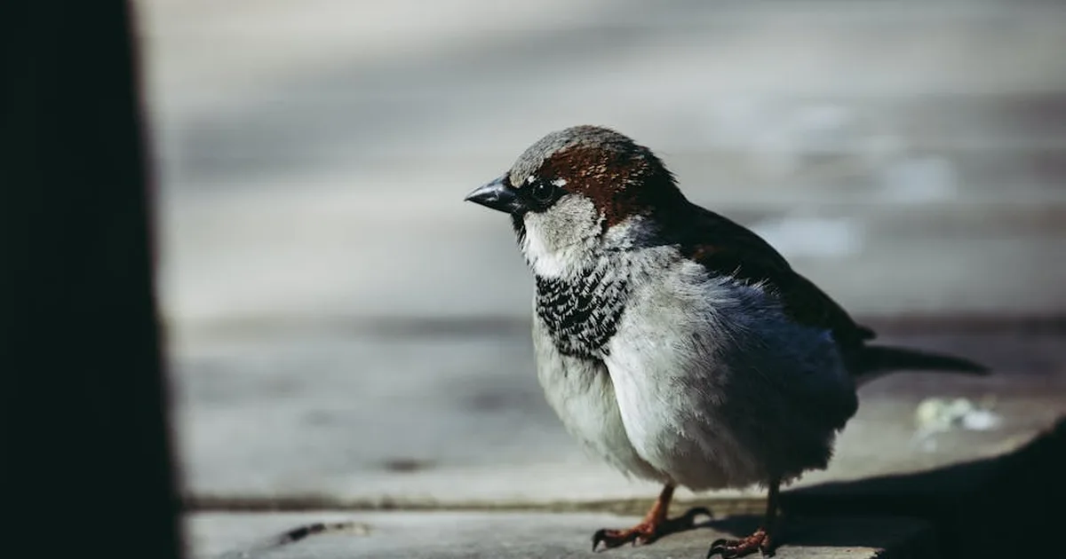 Considering Sparrows