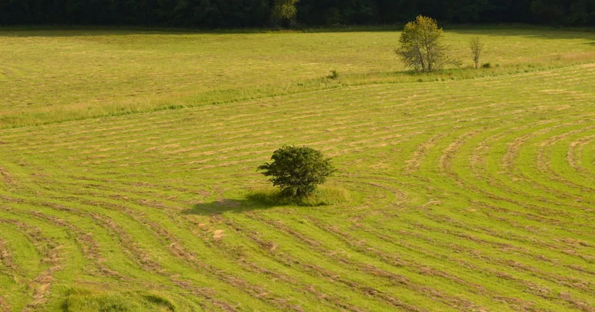 Psalm 23: Vertrauen auf den guten Hirten – Trost, Schutz und Hoffnung