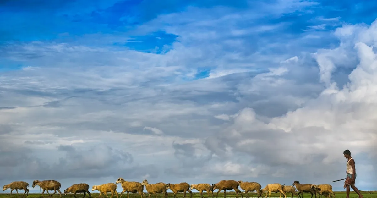 Your Shepherd Knows Your Name: Finding Peace in Jesus' Care