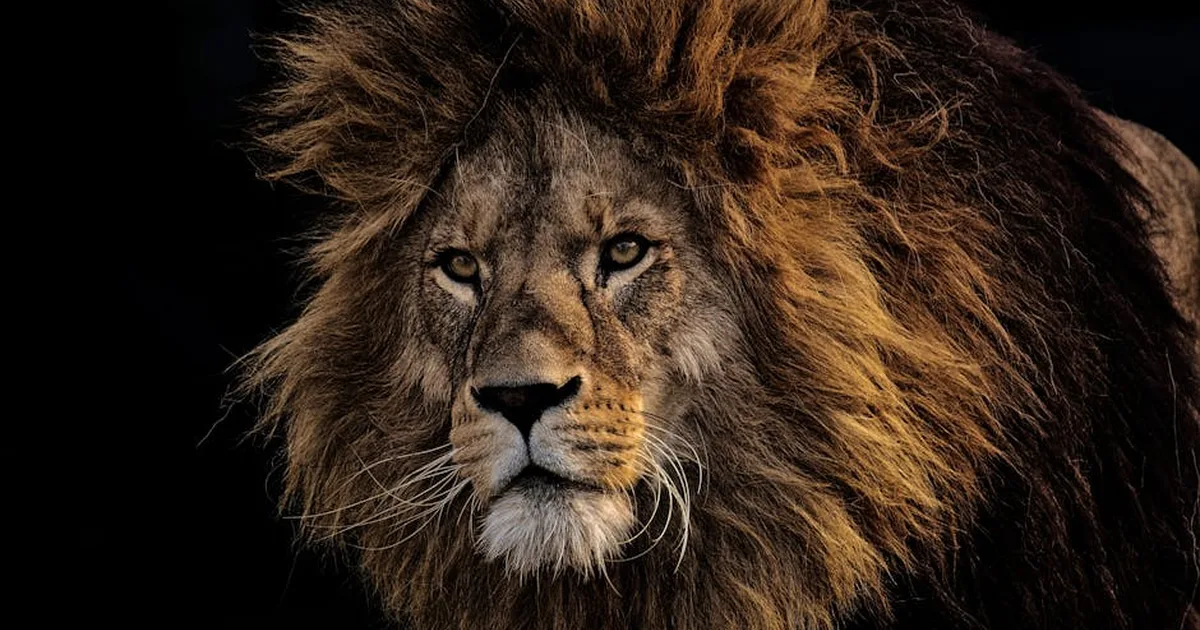 When Lions Roar in Dreams: A Biblical Look at Strength and Faith