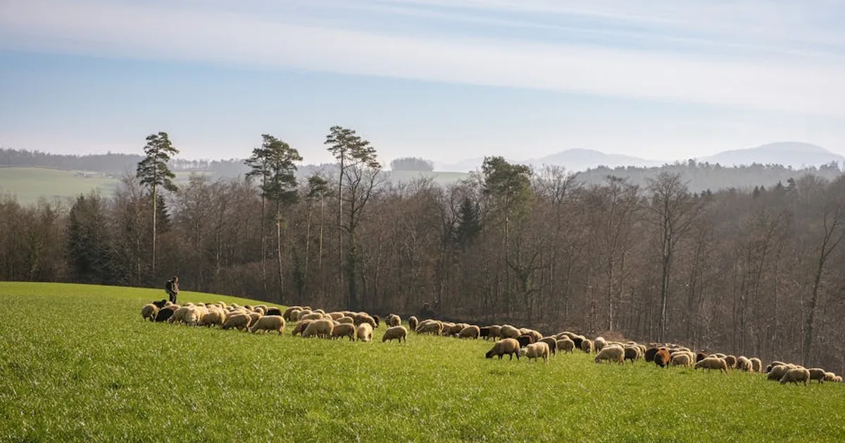Why Does God Call Us Sheep? The Deep Meaning of Psalm 23