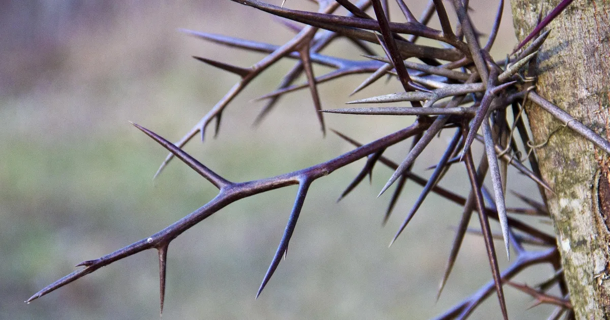 What Do the Locust, Cankerworm, Caterpillar, and Palmerworm Mean in the Bible?