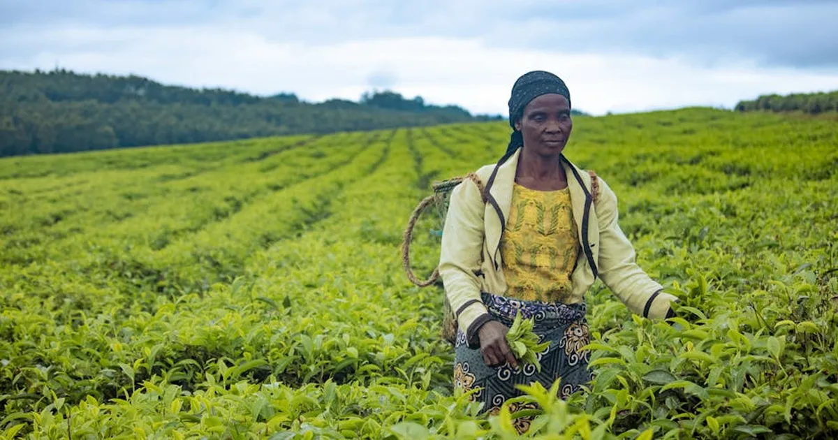 Crisis y Esperanza: Campesinos de Té en Kenia Claman a Dios Ante la Ruina Económica