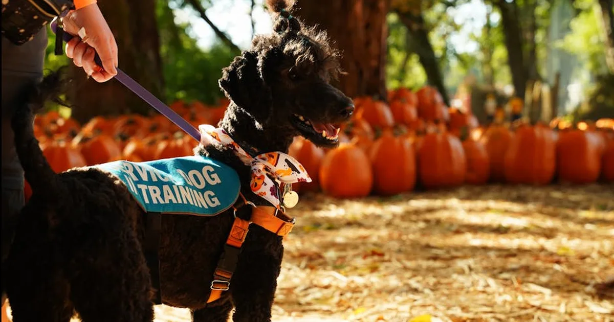 Four-Legged Helpers in Church: How Service Dogs Support People with Disabilities