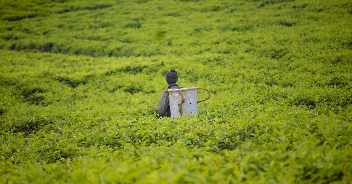 Fé em Meio à Tempestade: Agricultores de Quênia Oram Enquanto Crise Geopolítica Ameaça o Sustento