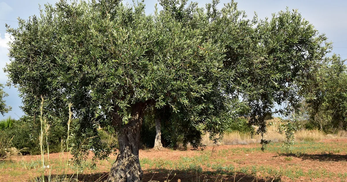 Semente de Paz na Argélia: O gesto do Papa León XIV com uma oliveira