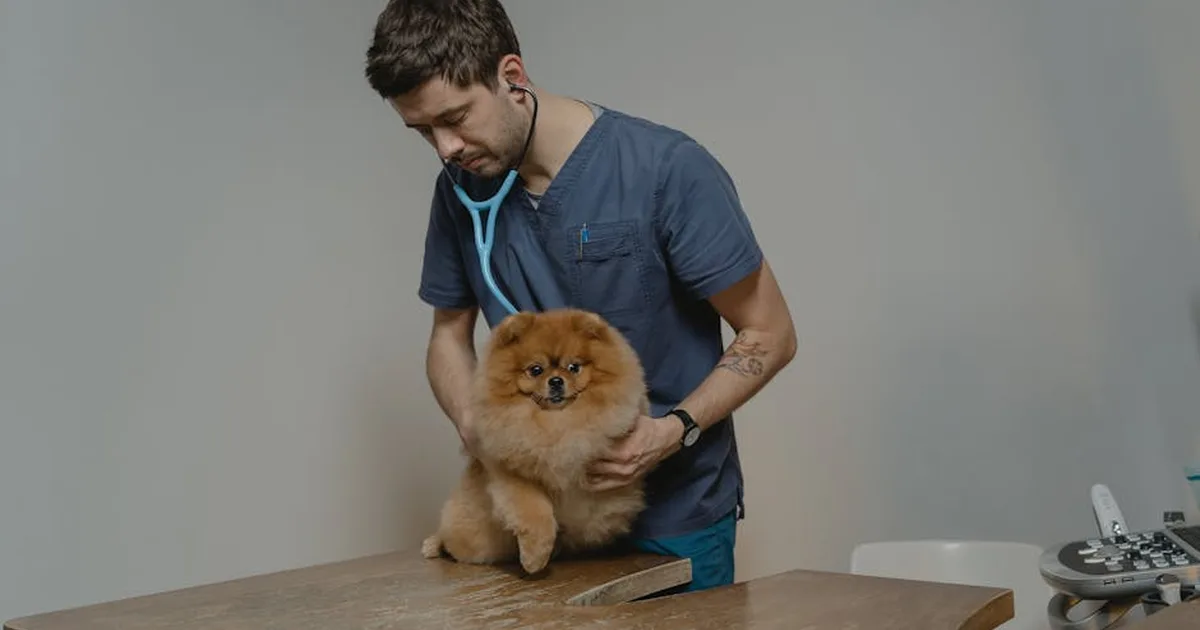Cuidando dos Animais de Estimação com Fé: Uma Perspectiva Cristã