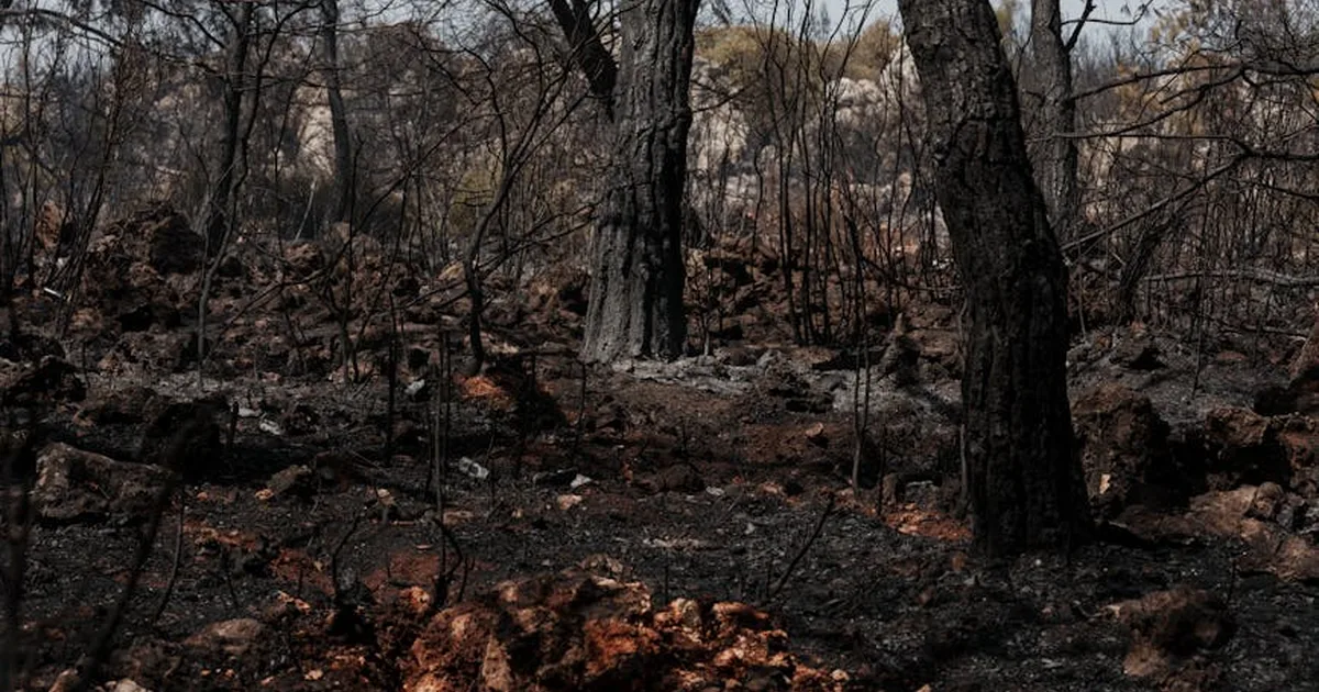 El clamor de la creación en el Líbano: cuando la guerra destruye la casa de todos