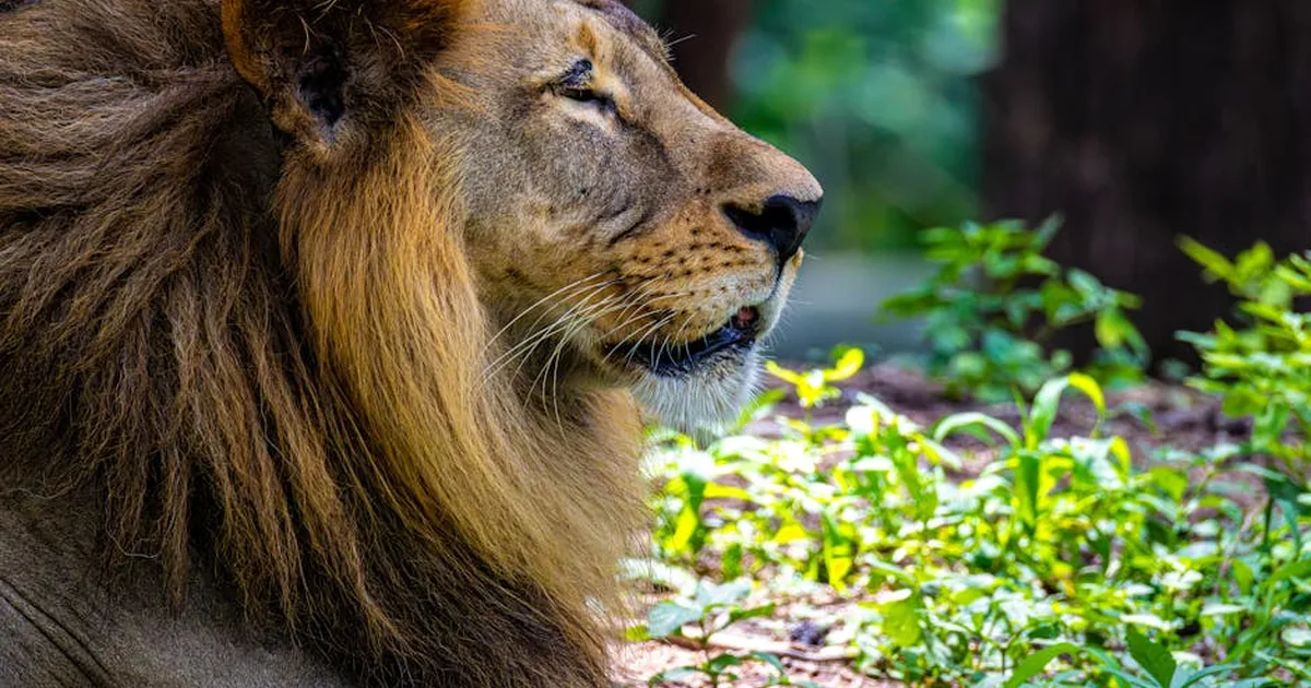 Netflix llevará a la pantalla el origen de Narnia: la historia de la creación según C.S. Lewis
